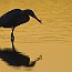 thumbs/IMG_1071.jpg